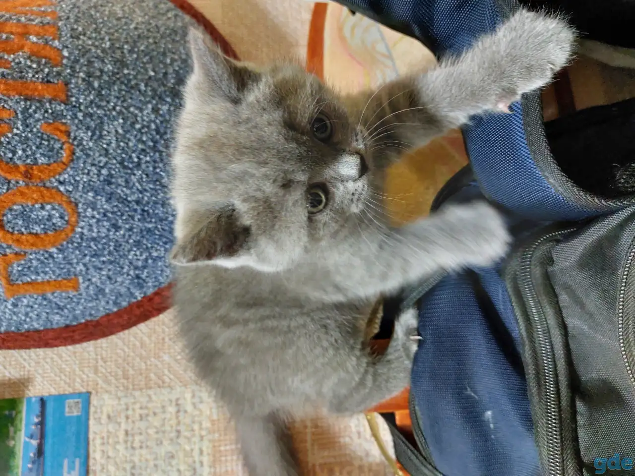 Британские котята, фотография 1