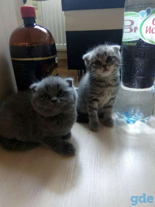 Продам замечательных котят, фотография 3