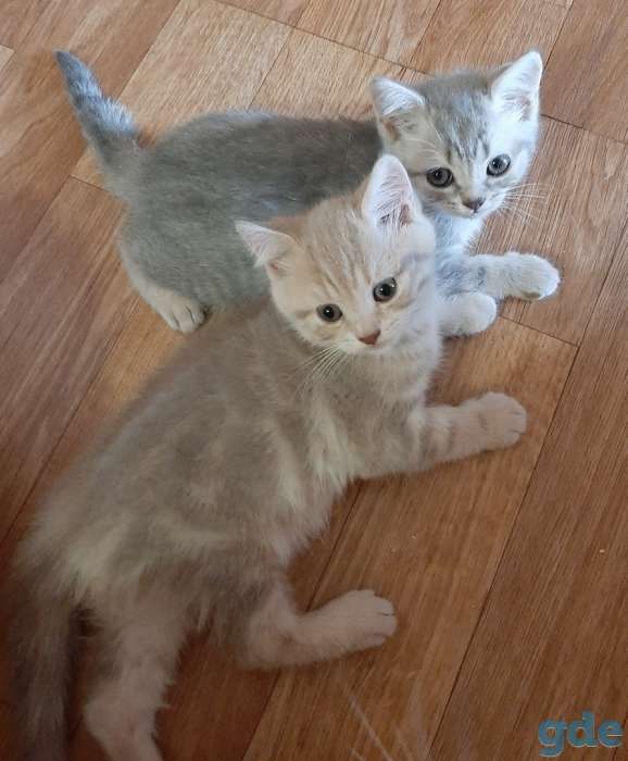 Котята шотландские, фотография 6