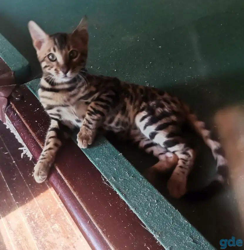 Продам бенгальского котика, фотография 7
