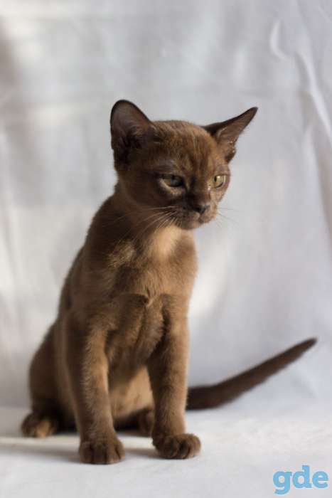 Котята Европейской Бурмы, фотография 2