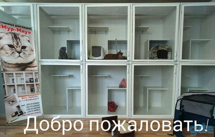 Гостиница для кошек 