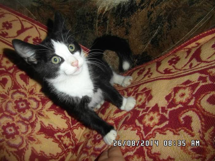 Котёнок в дар, в добрые руки, фотография 1