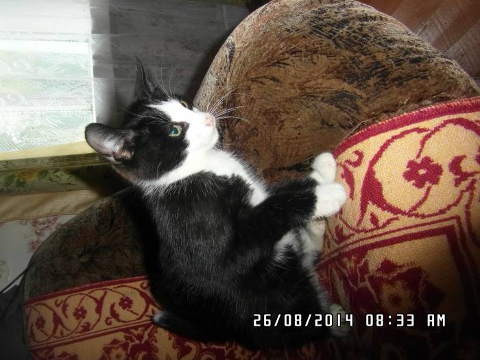 Котёнок в дар, в добрые руки, фотография 2