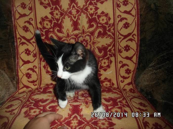 Котёнок в дар, в добрые руки, фотография 3