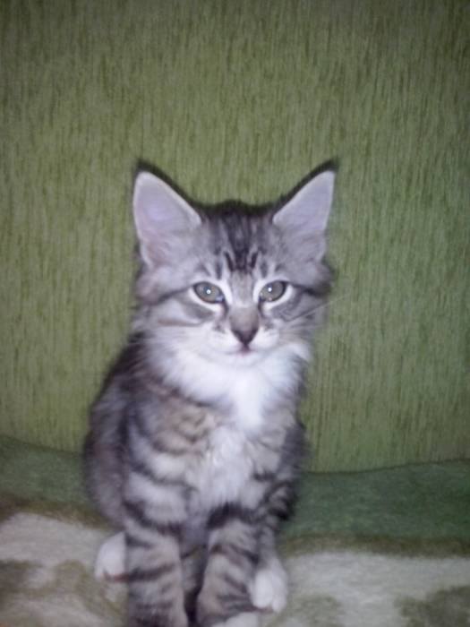 Котята в дар, фотография 1