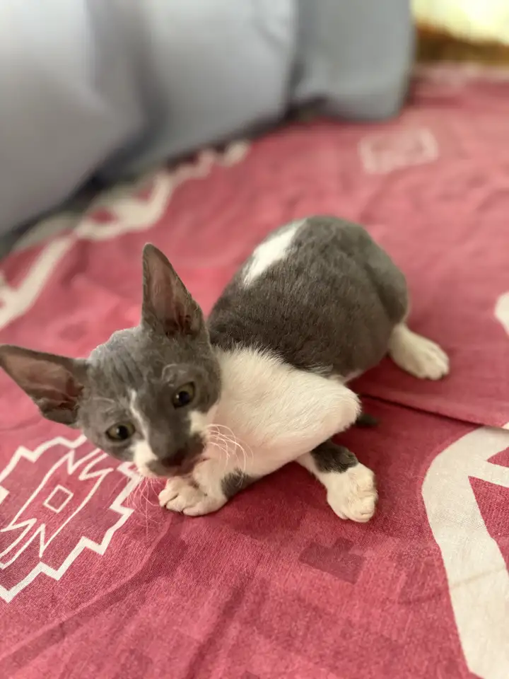 Котята Корниш-рекс, фотография 3