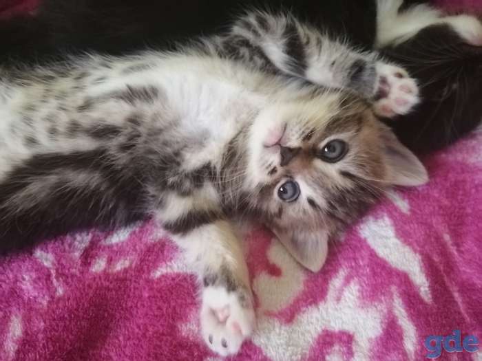 Котята, фотография 3