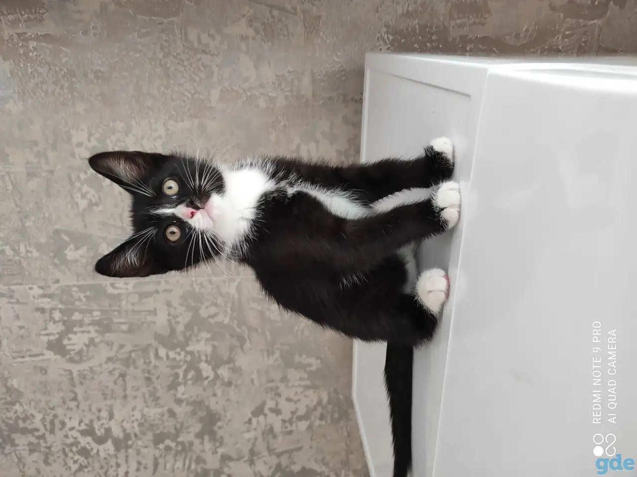 продаются котята, фотография 5