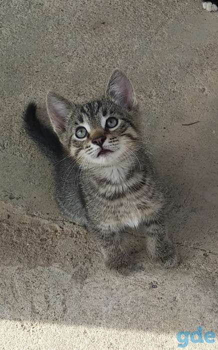 Отдам котят в хорошие руки, фотография 2