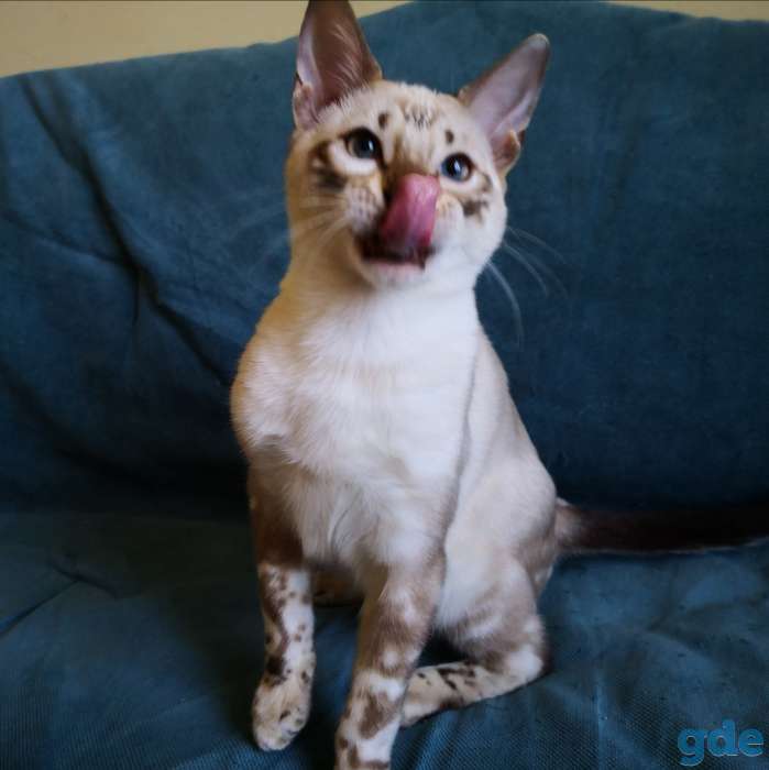 Бенгальские котята, фотография 12