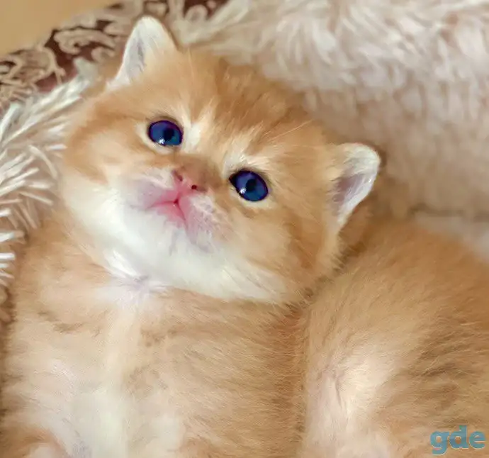 ЗОЛОТАЯ ШИНШИЛЛА шотландские котята, фотография 1
