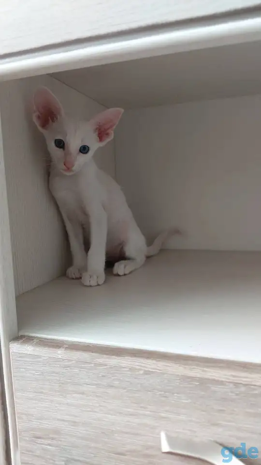 Ориентальные котята, фотография 1