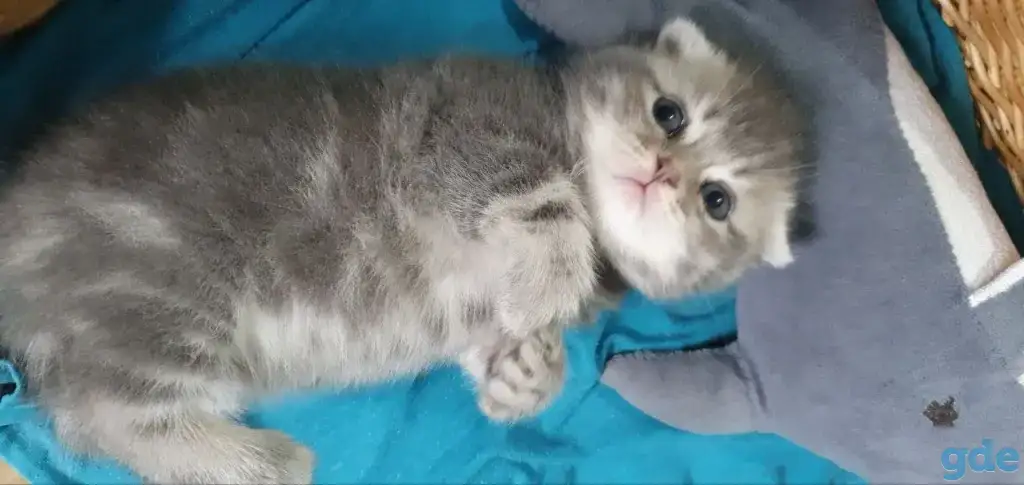 Шотландские котята, фотография 3