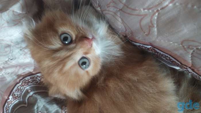 Котята, фотография 1