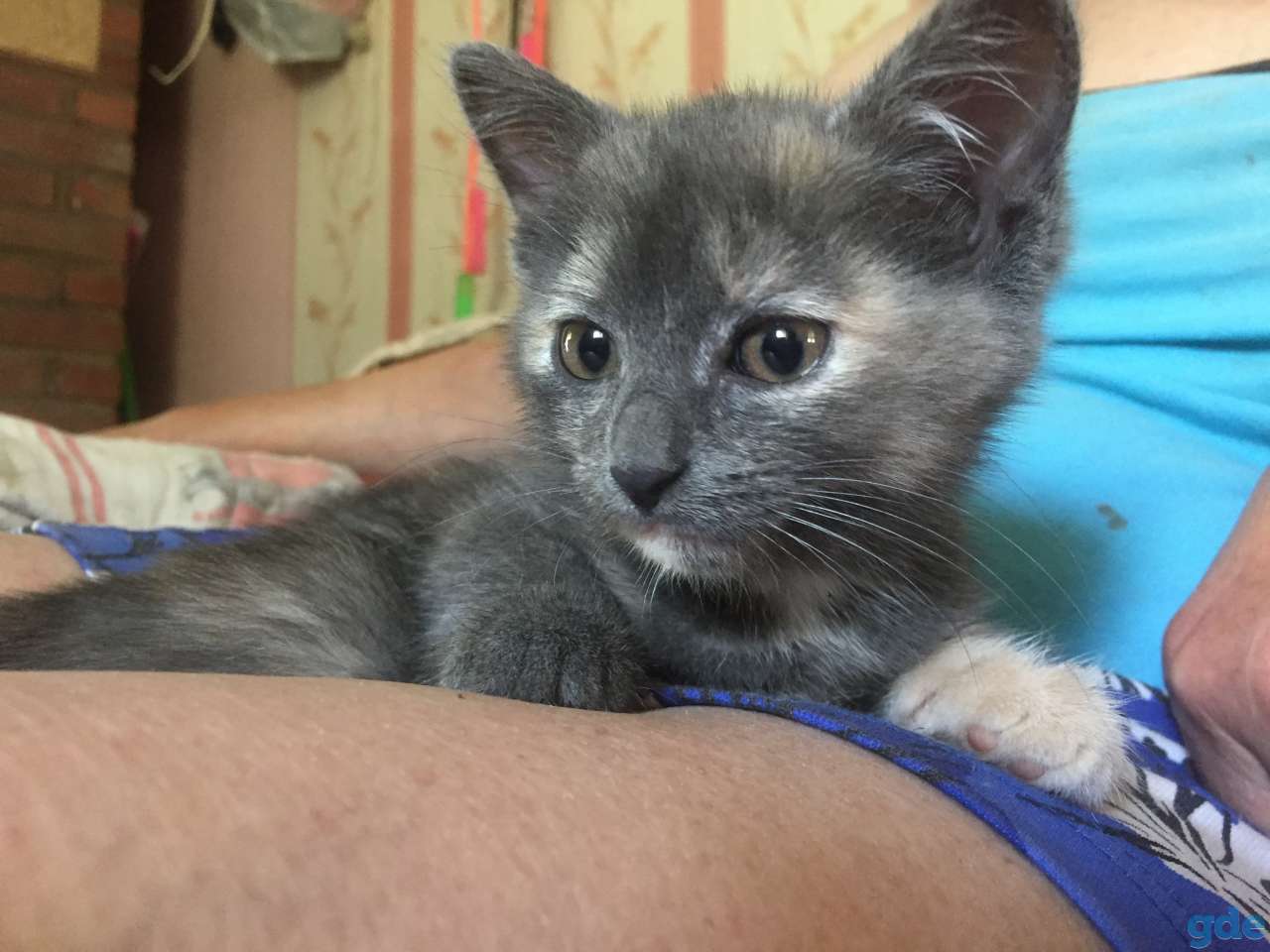 Котенок. Продам недорого, фотография 1
