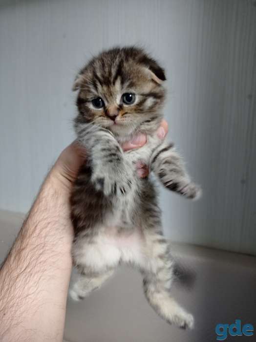 Шотландский вислоухий котенок, фотография 8