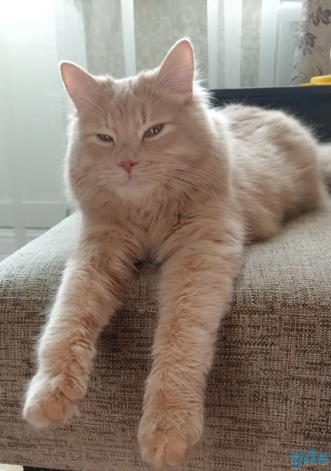 Подарю котика, фотография 2