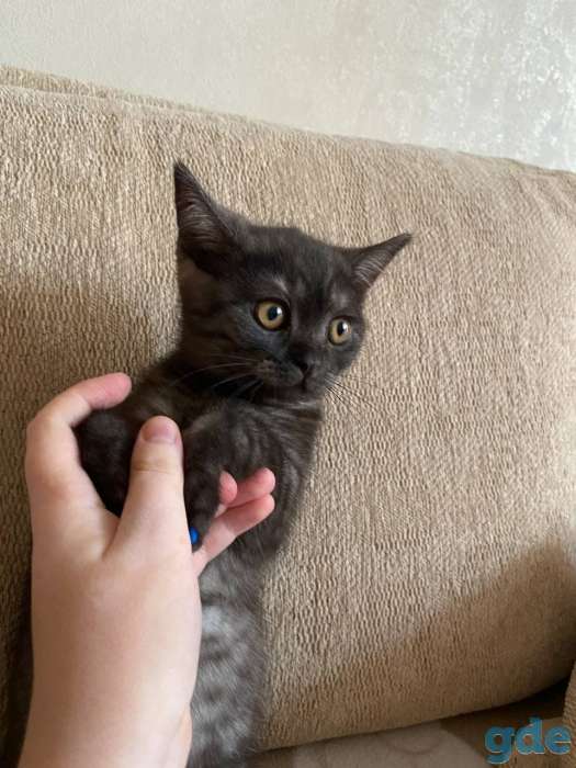 Британский короткошерстый котенок, фотография 2