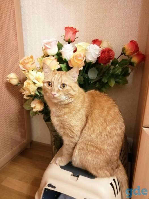 Пропал кот, фотография 1