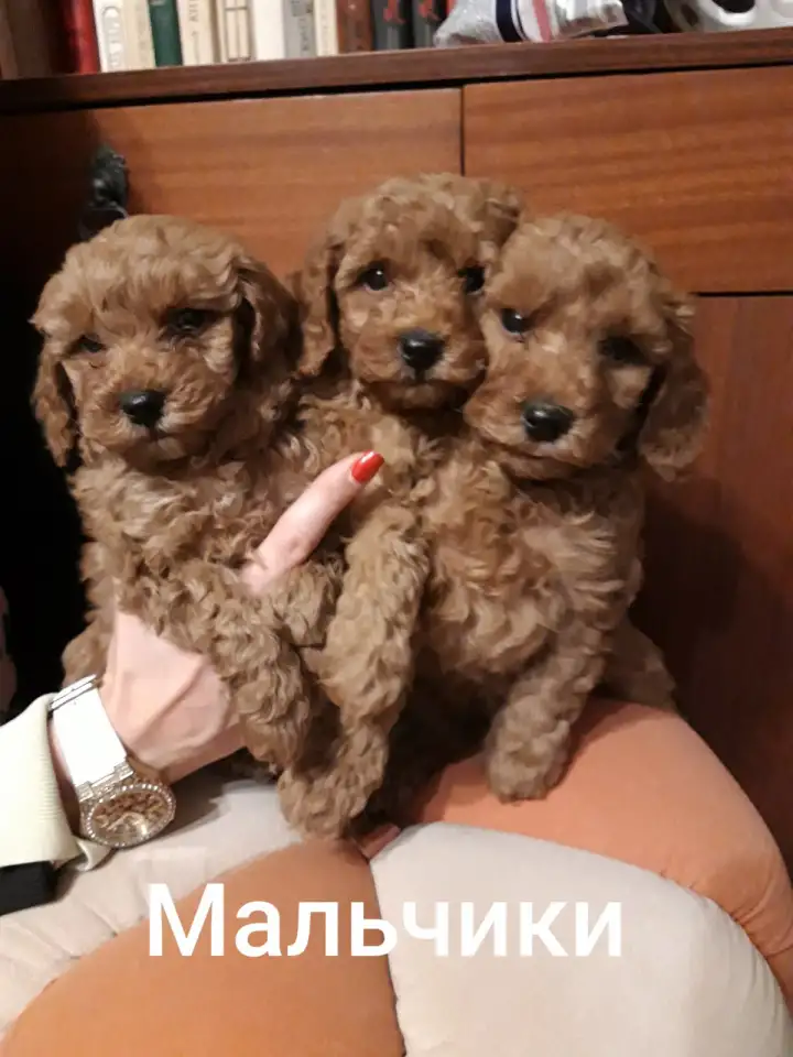 Той Пудель мальчики и девочки, фотография 2