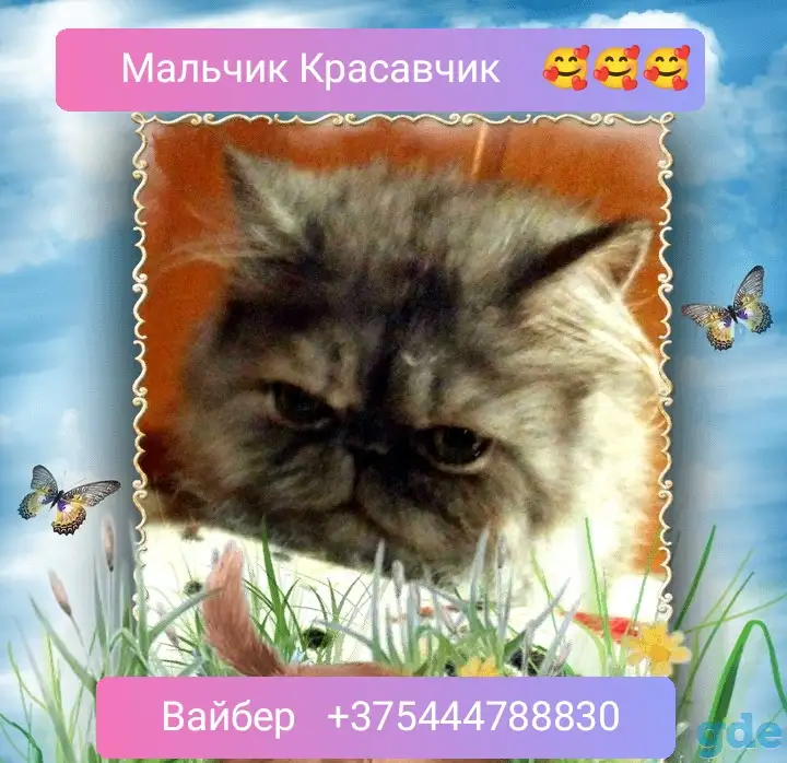 Персидский мальчик Зайчик. Персы. Котята., фотография 1