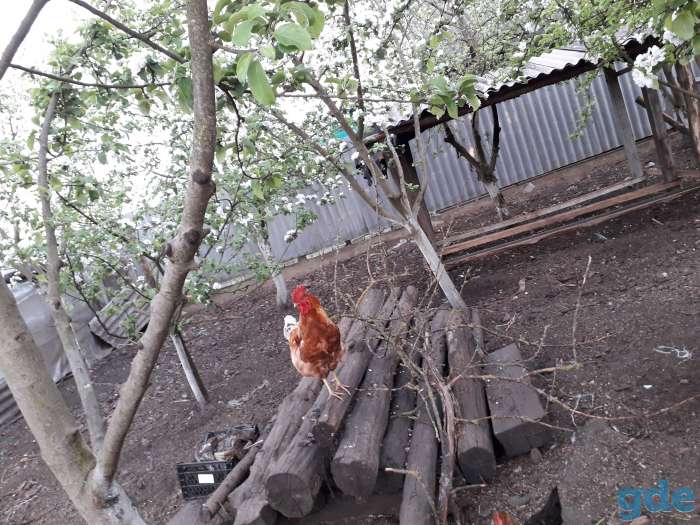 Продам петуха, фотография 2