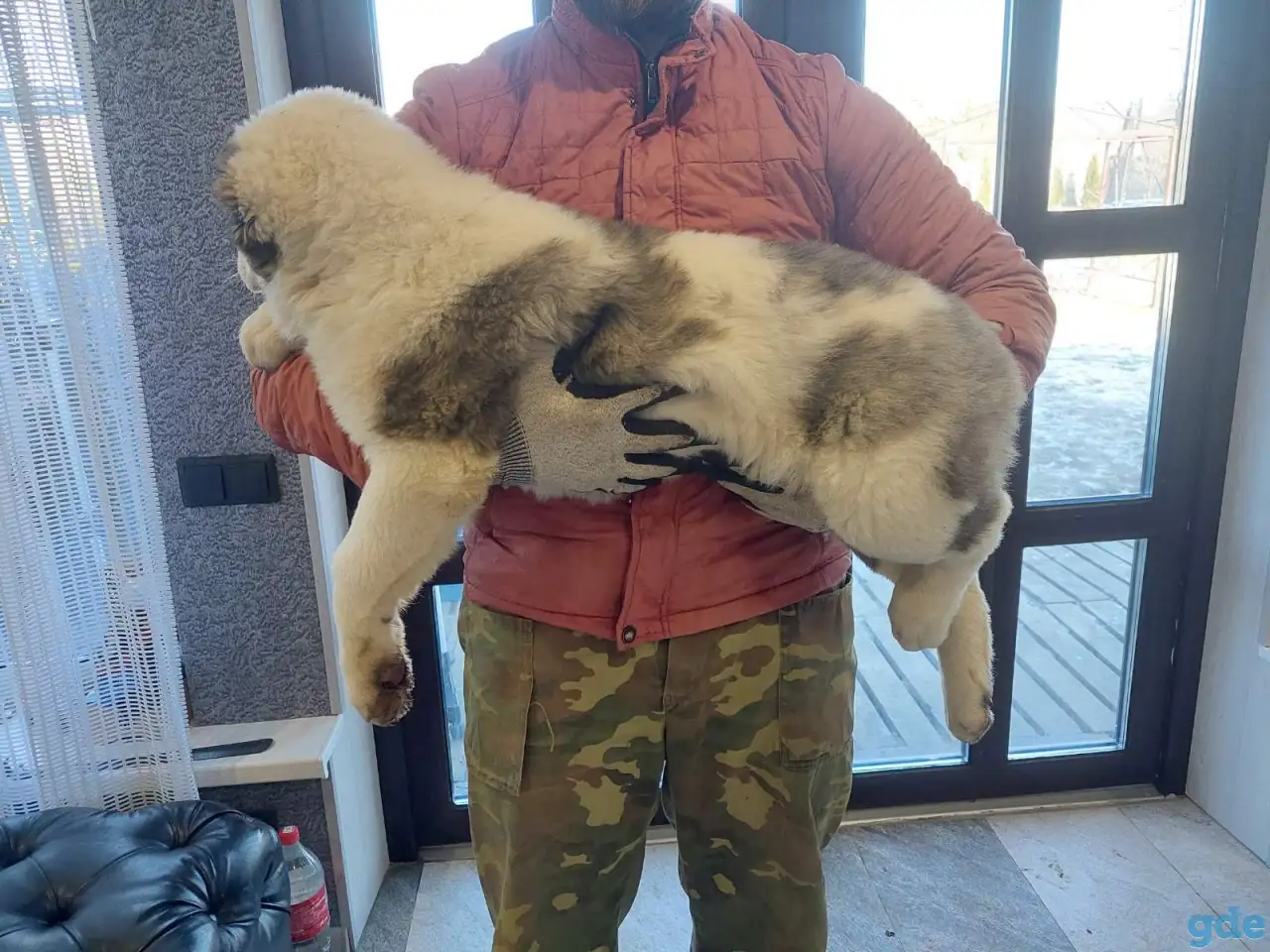Животные, фотография 1