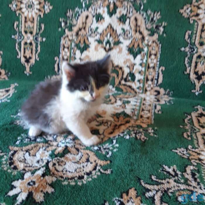 котята, фотография 2