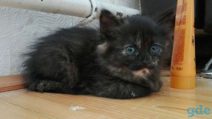 Срочно! Милые котята ищут нового хозяина, фотография 3