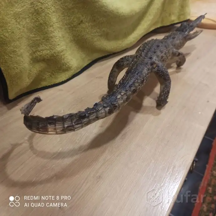 Чучело Крокодила. С Кубы Оригинал!, фотография 4