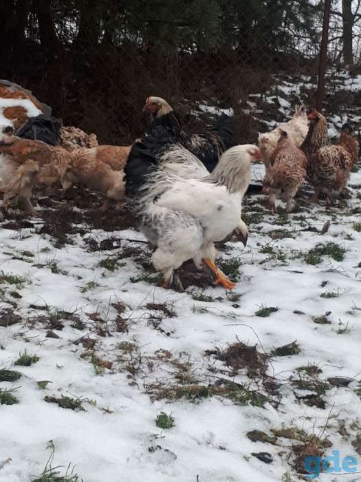 Продам молодых петухов породы Брама, фотография 1