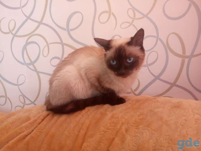 продам сиамскую кошку, фотография 2