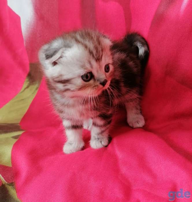 Шотландские котята, фотография 3