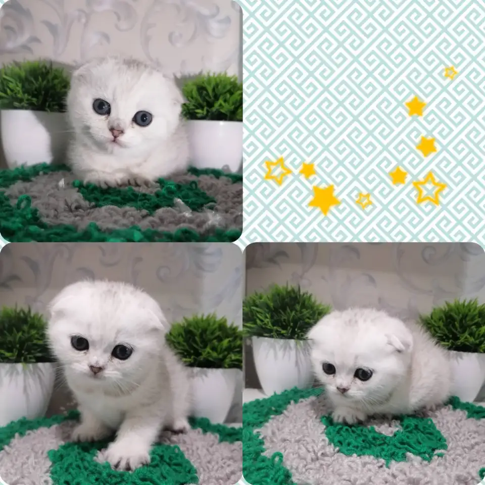 продажа котят, фотография 6