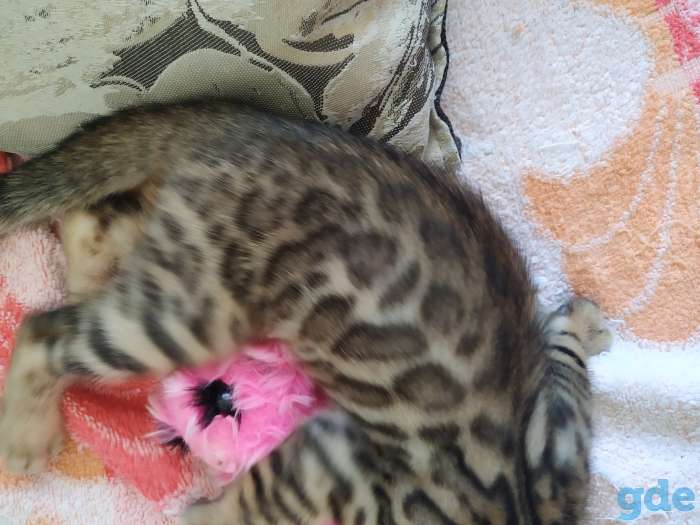 Бенгальские котята, фотография 1