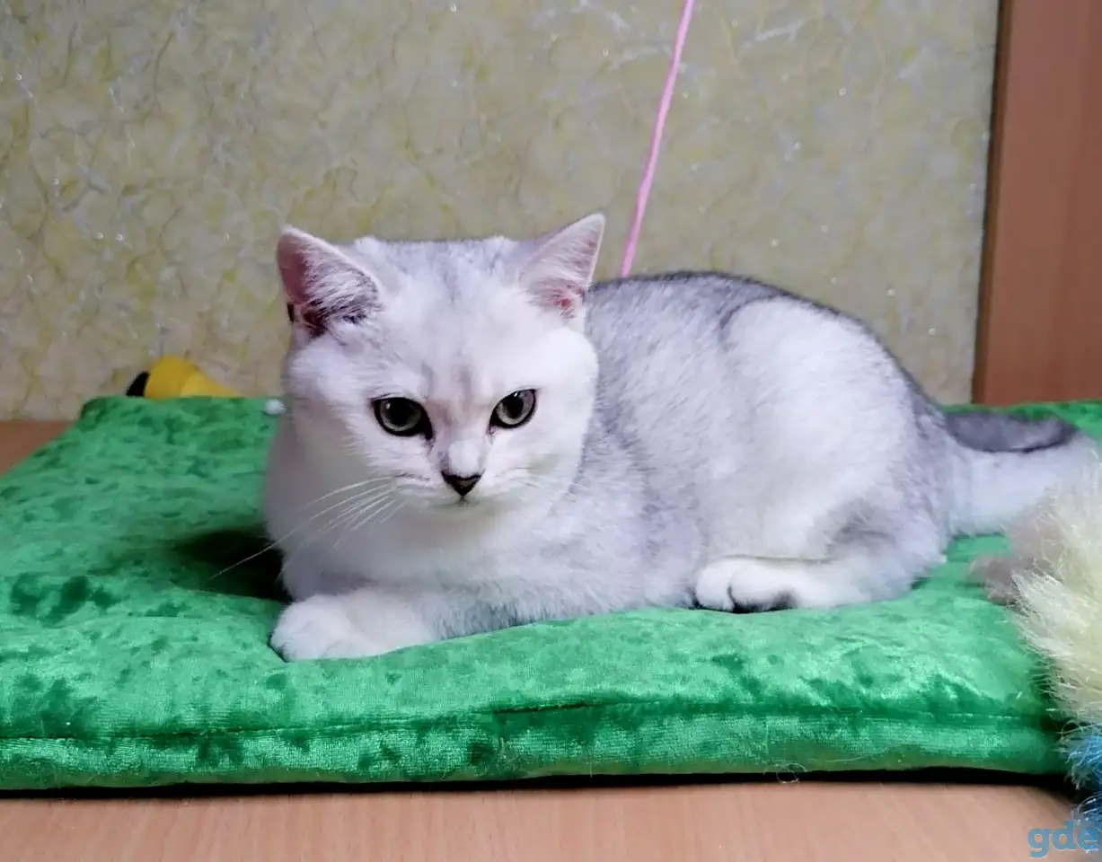 Котята британские, фотография 1