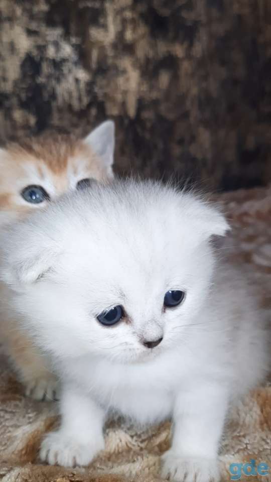 Шотланские и хайленд фолд котята, фотография 6