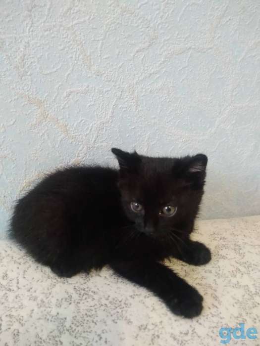 Детишки 2 мес. Ищут дом и добрых ручек, фотография 4