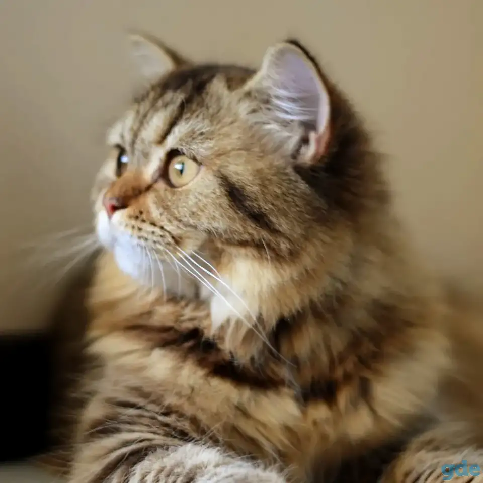 Шотландский котенок, фотография 3