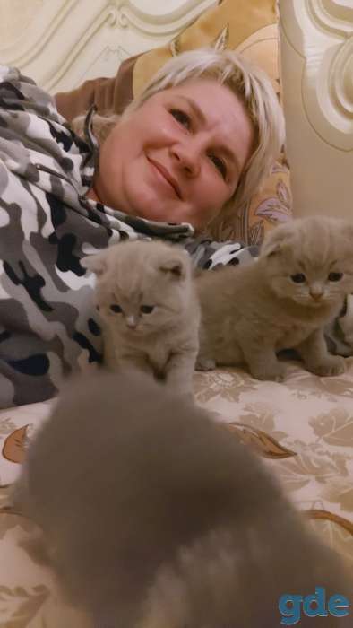 Шотландских котят, фотография 2