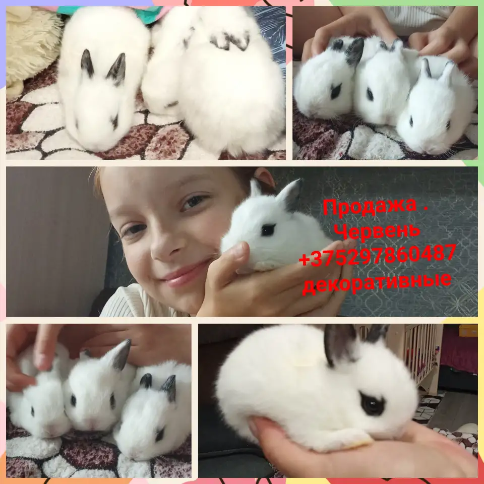 Декоративные кролики, фотография 5