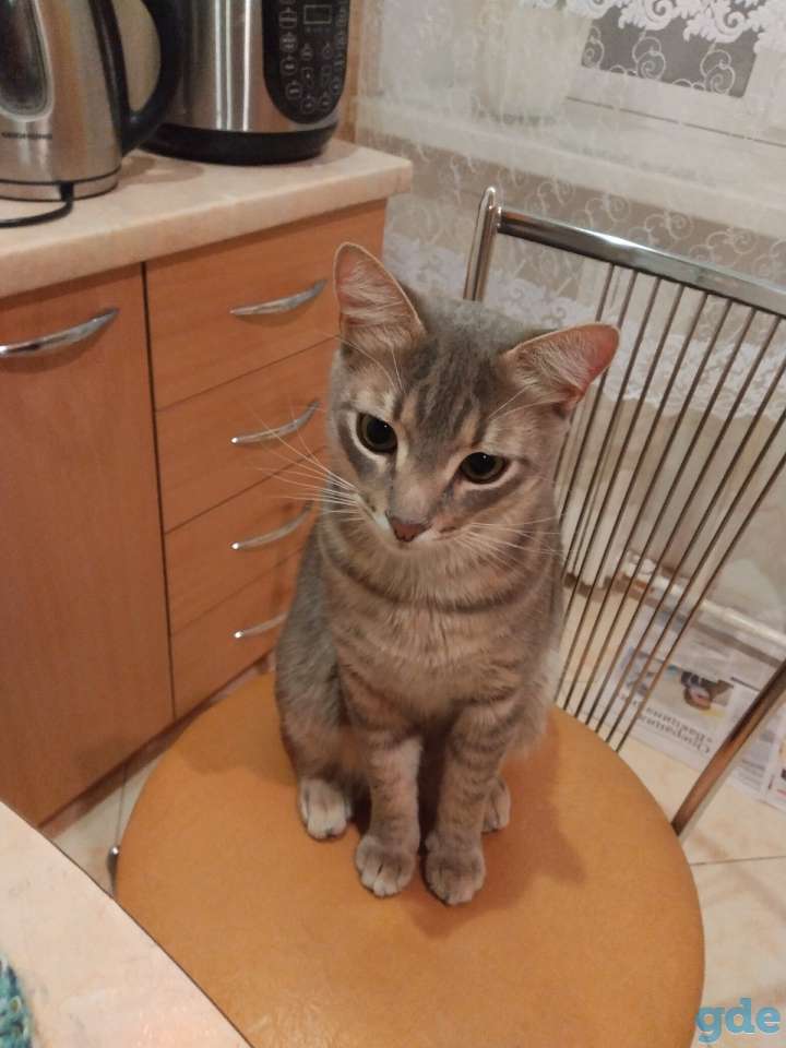 Потерялся котик Маркиз в районе коттеджной застройки г. Фаниполь Дзержинского района, фотография 2