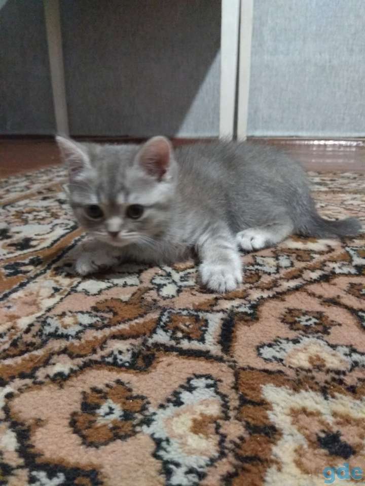 Шотландская кошка, фотография 7