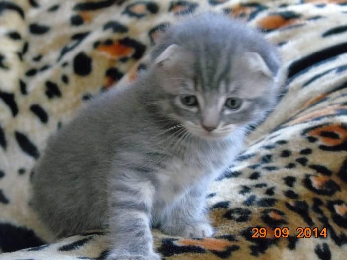 Шотландские котята, фотография 3