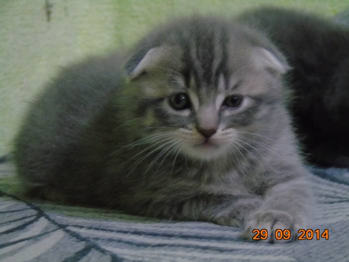 Шотландские котята, фотография 4