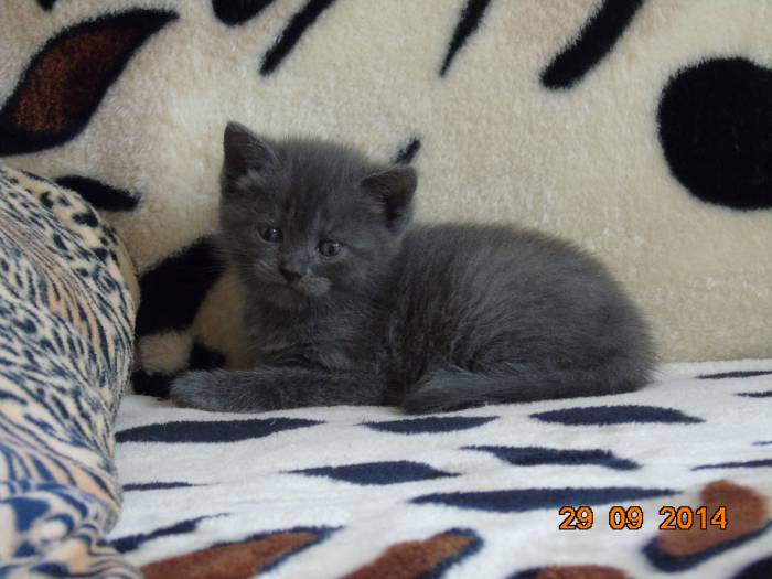 Шотландские котята, фотография 5