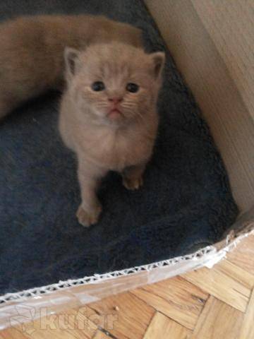 Шотландские котята, фотография 1