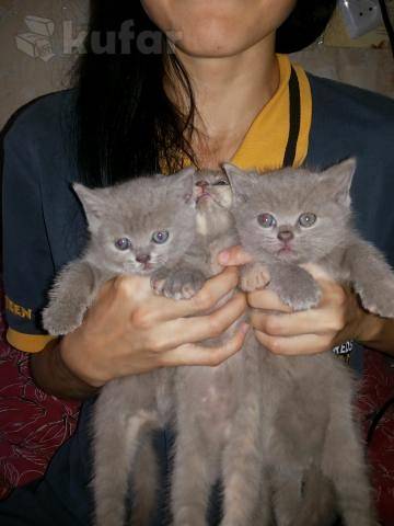 Шотландские котята, фотография 3