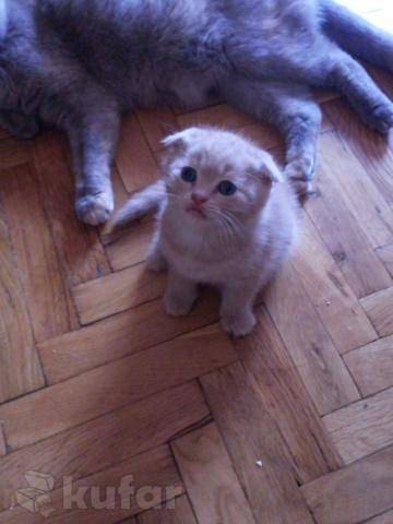 Шотландские котята, фотография 4